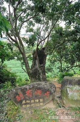 端午自驾游推荐茂名高州根子摘荔枝