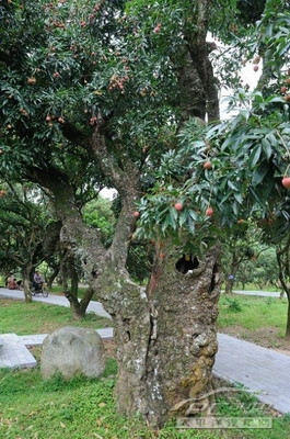 端午自駕遊推薦 茂名高州根子摘荔枝